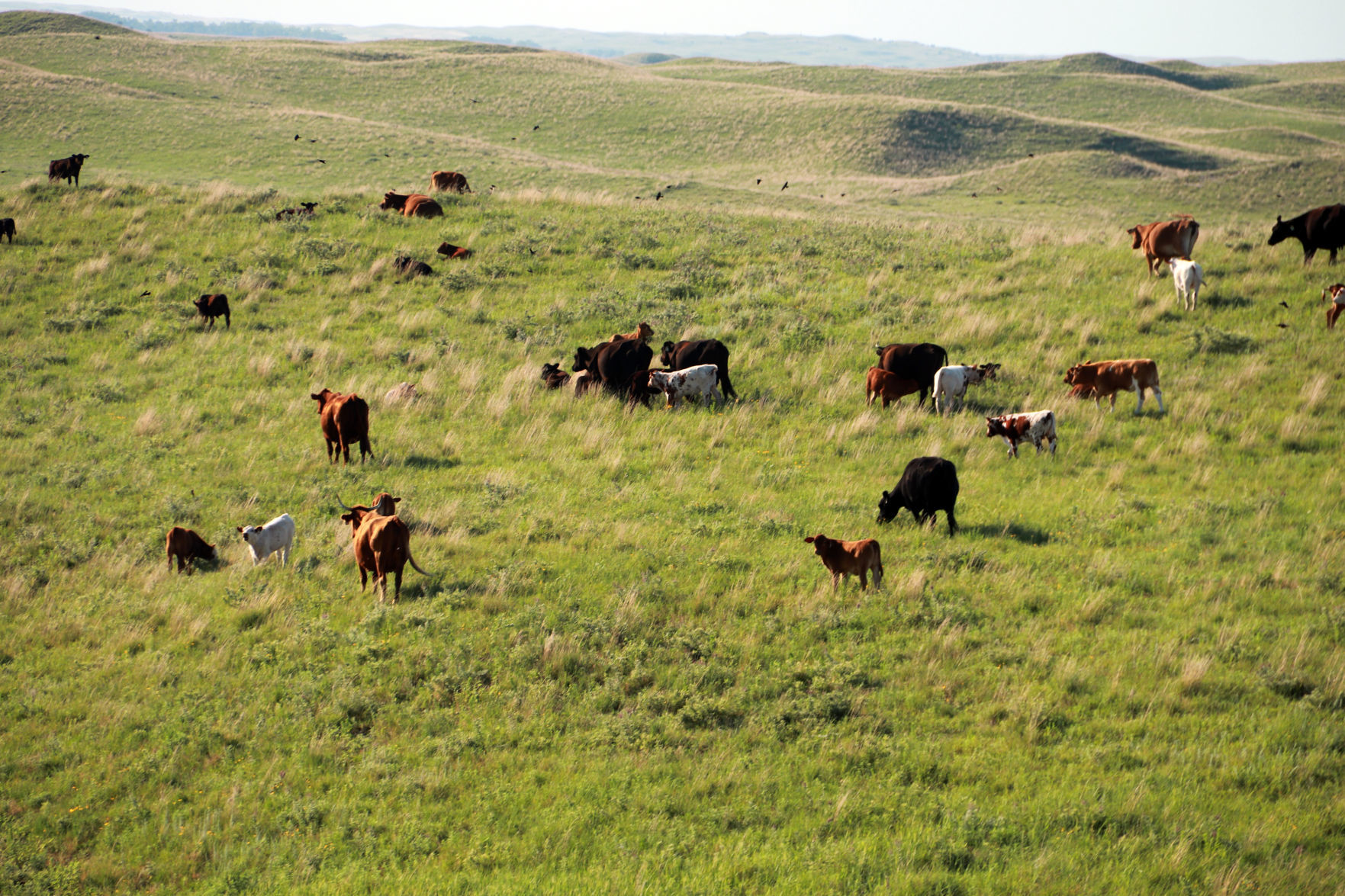 Sandhills